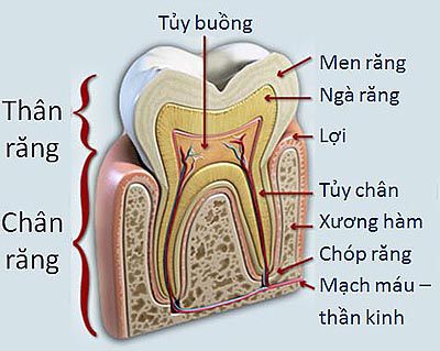 Hạn chế lấy tủy răng trong điều trị nha khoa